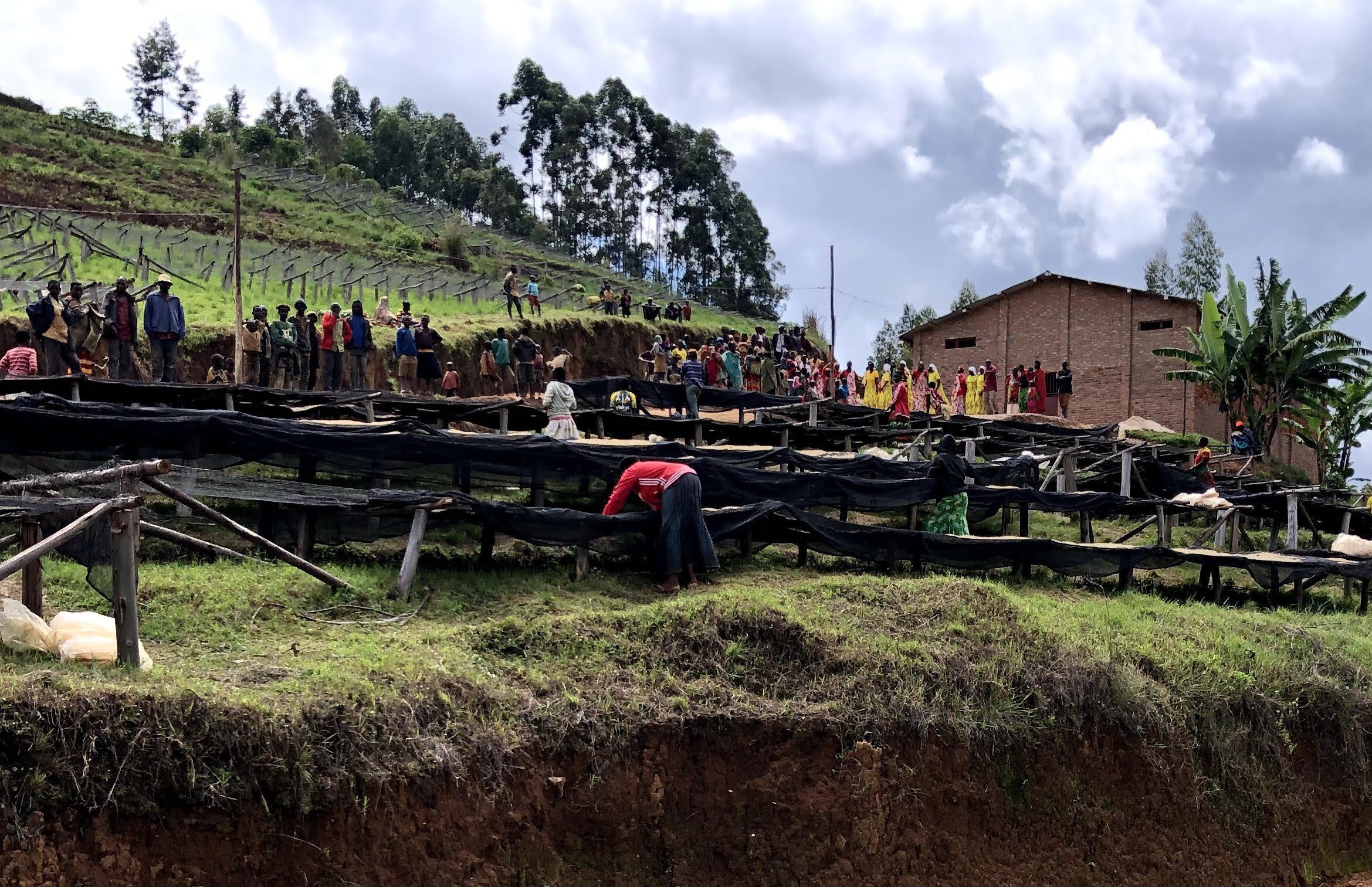 Neuester SEASONAL Burundi Izuba Washed – Bild 3