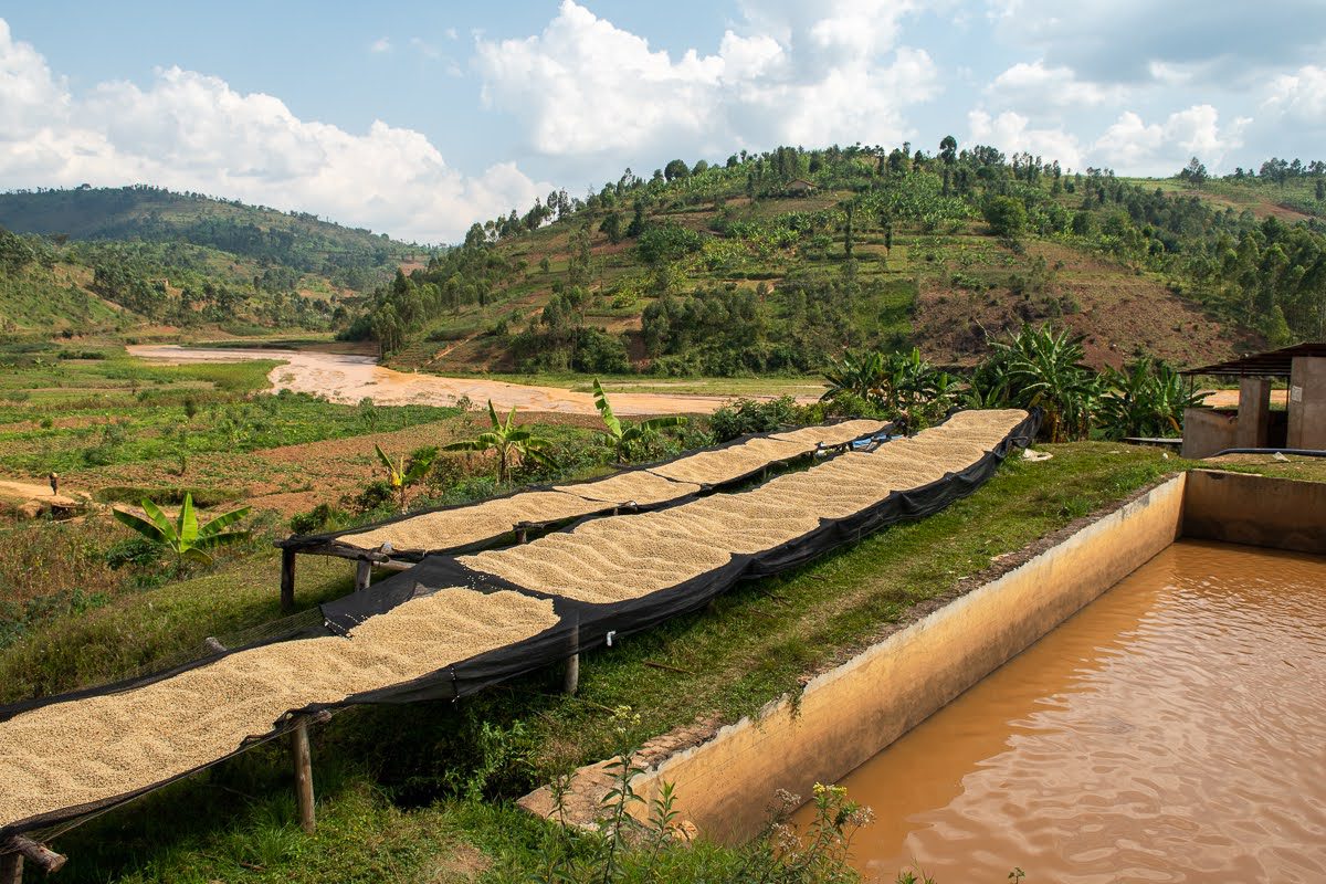 Neuester SEASONAL Burundi Izuba Washed – Bild 2