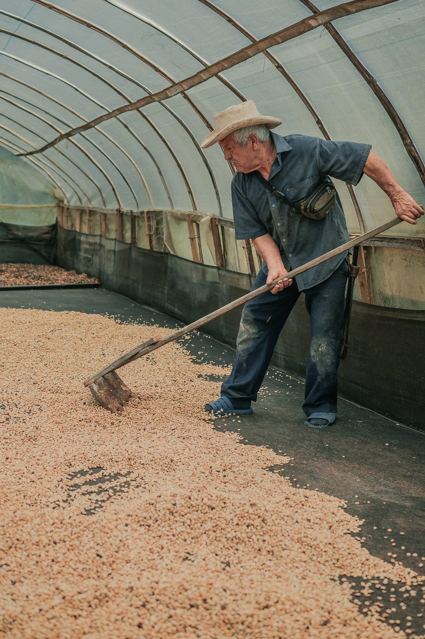 Solar Dryers von Finca La Fuente. Don Alvaro wendet darin Kaffee