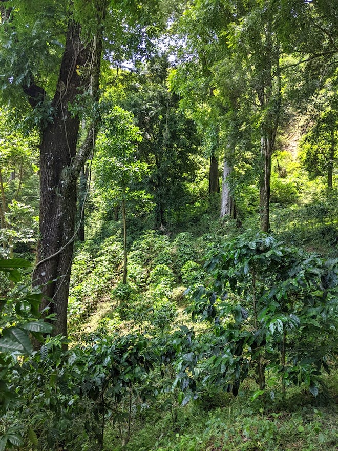 Kaffeepflanzen, die in einem natürlichen Wald wachsen