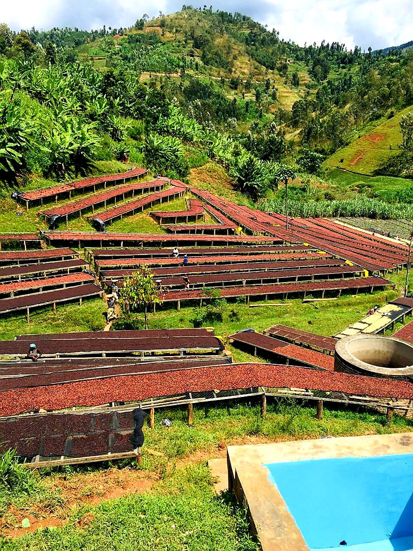 Ausverkauft! Ruanda Gasharu Natural – Bild 4
