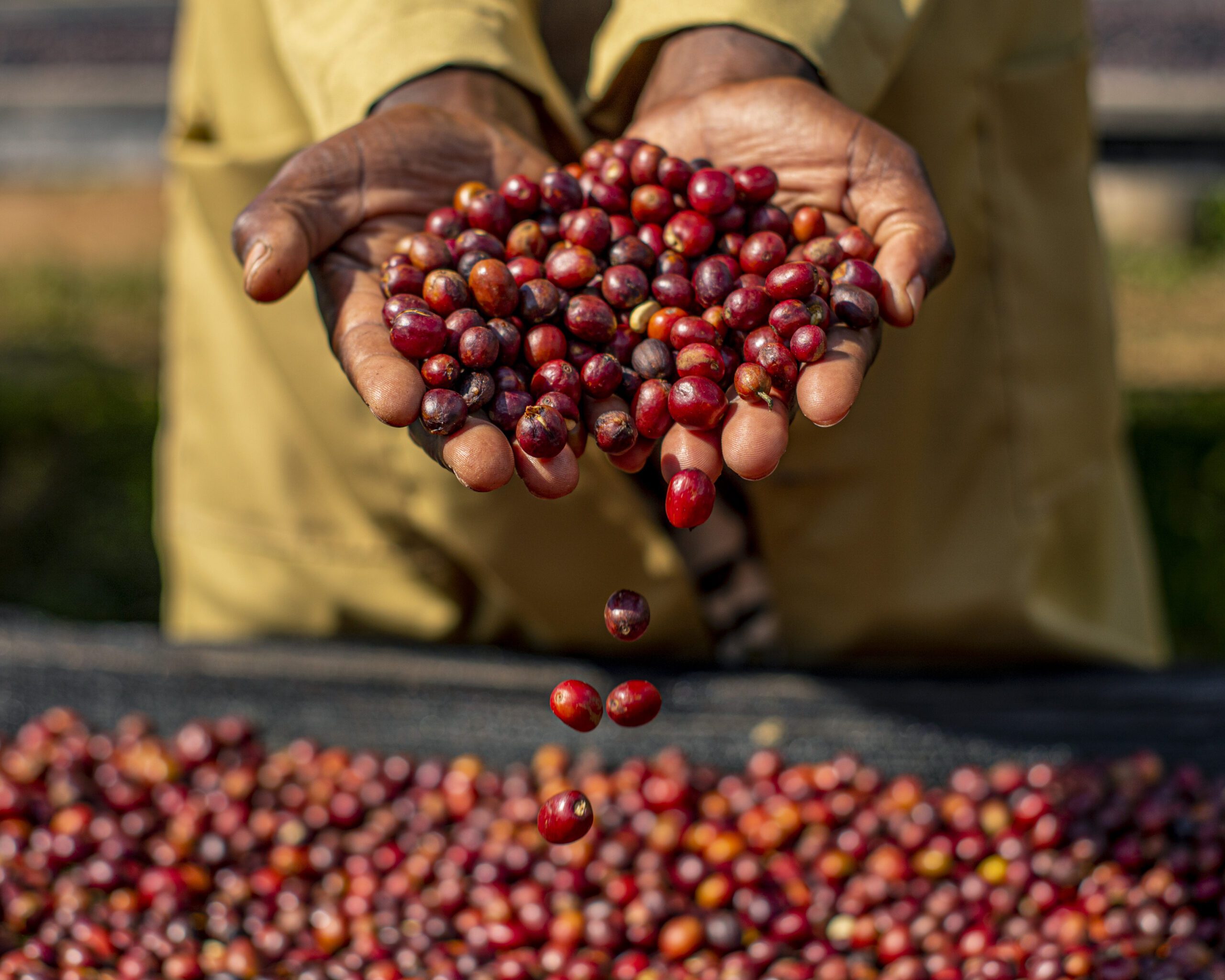Ausverkauft! Ruanda Gasharu Natural – Bild 2